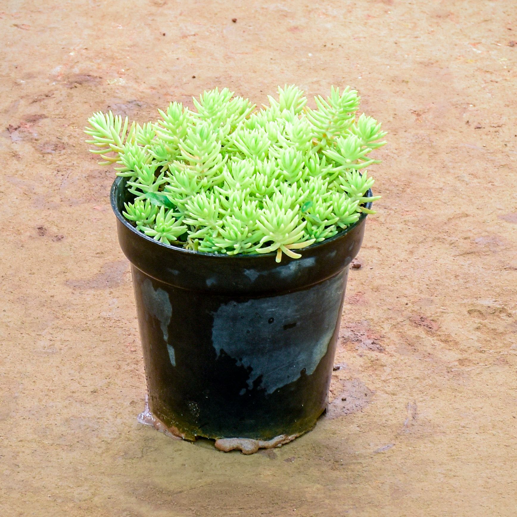 Sedum Lineare Succulent in 6 Inch Nursery Pot