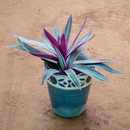 Buy Rhoeo / Durangi Purple in 6 Inch Balti Designer Ceramic Pot (Any Colour) (Any Design) Online | Urvann.com