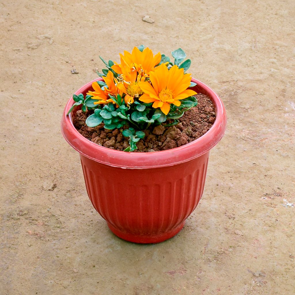 Buy Gazania (Any Colour) in 8 Inch Terracotta Red Olive Plastic Pot Online | Urvann.com Gazania (Any Colour) in 8 Inch Terracotta Red Olive Plastic Pot