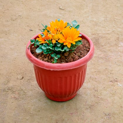 Buy Gazania (Any Colour) in 8 Inch Terracotta Red Olive Plastic Pot Online | Urvann.com