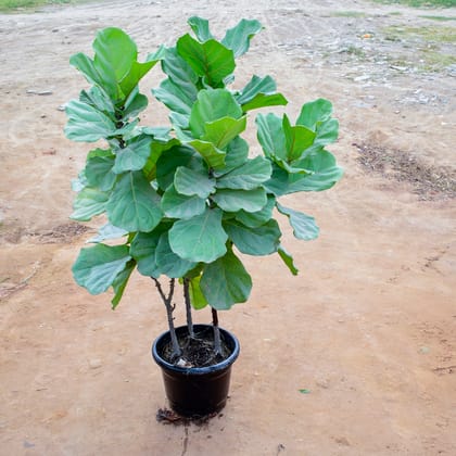 Buy Fiddle Leaf Fig / Ficus Lyrata (~ 4 Ft) in 12 Inch Nursery Pot Online | Urvann.com
