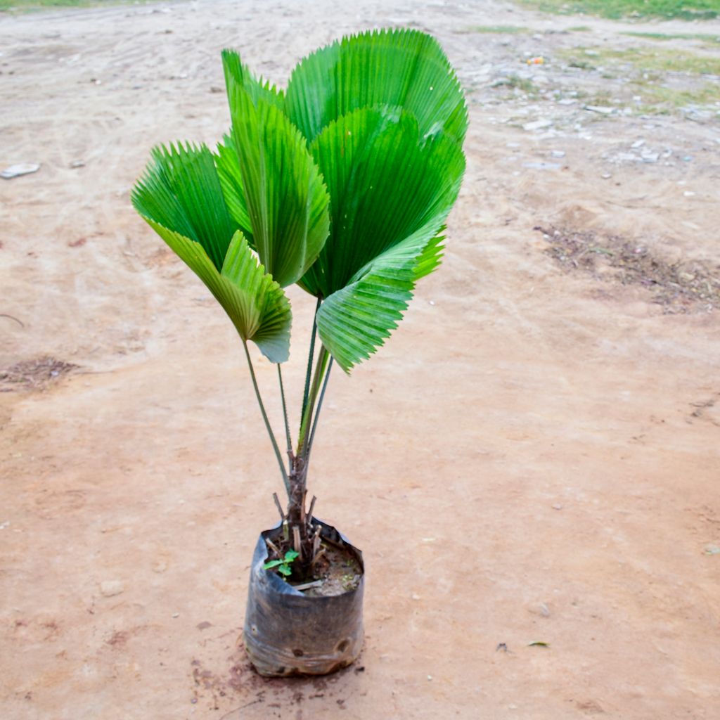 Buy Raphis Palm in 10 Inch Nursery Bag Online | Urvann.com Raphis Palm in 10 Inch Nursery Bag