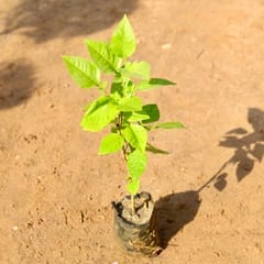 Bel Patra / Aegle Marmelos in 6 Inch Nursery Bag