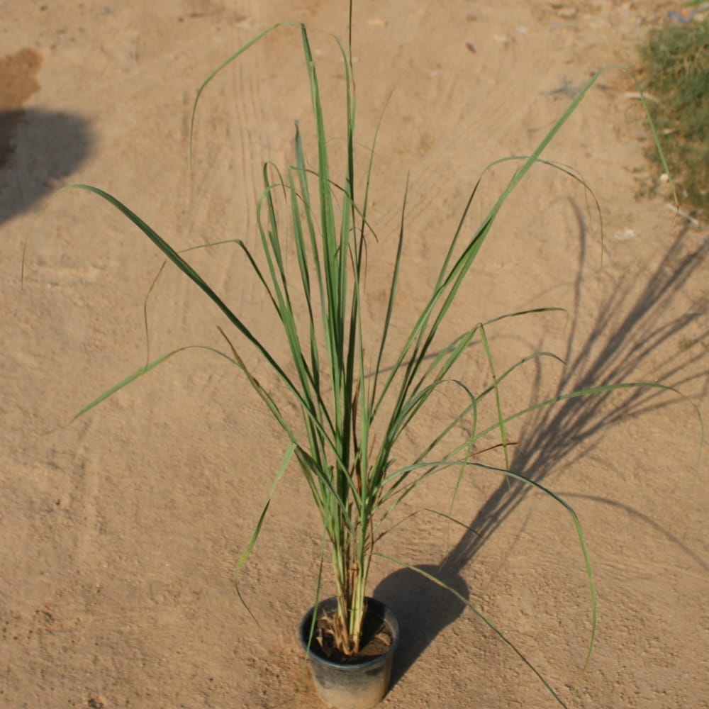 Lemon Grass in 6 Inch Nursery Pot Lemon Grass in 6 Inch Nursery Pot