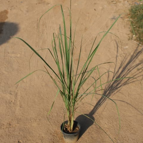Lemon Grass in 6 Inch Nursery Pot