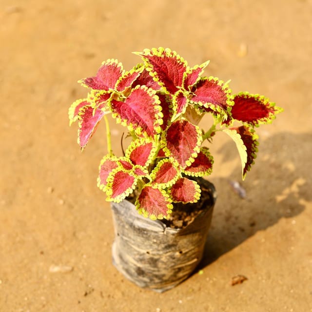 Coleus plant any colour 4 inch nursery bag