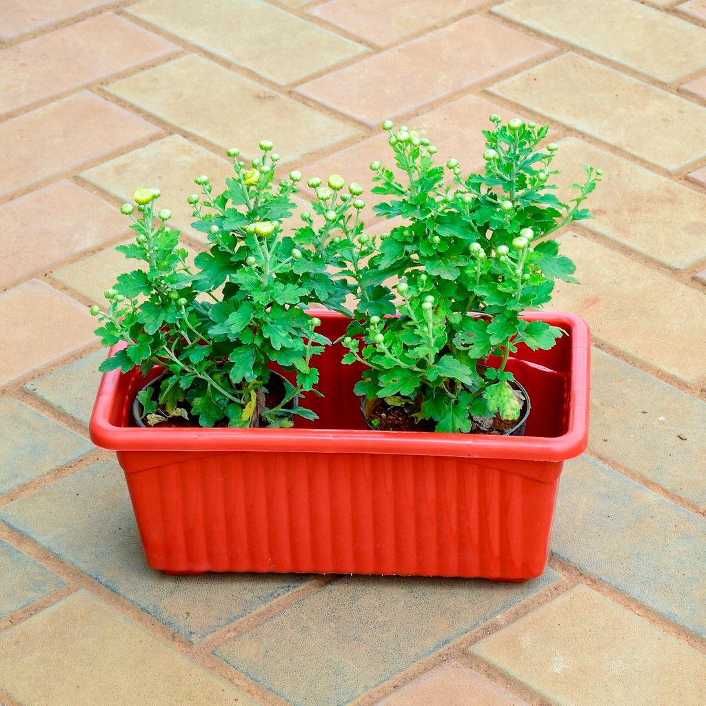 Chrysanthemum / Guldaudi / Guldawari Samanthi in 12 Inch Red Premium Jupiter Rectangular Window Planter