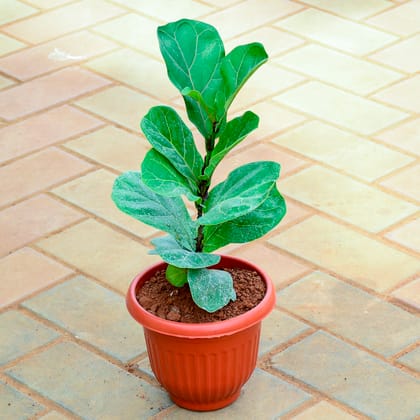 Buy Fiddle Leaf Fig / Ficus Lyrata Small Leaf (~ 1.5 Ft) in 7 Inch Terracotta Red Olive Plastic Pot Online | Urvann.com