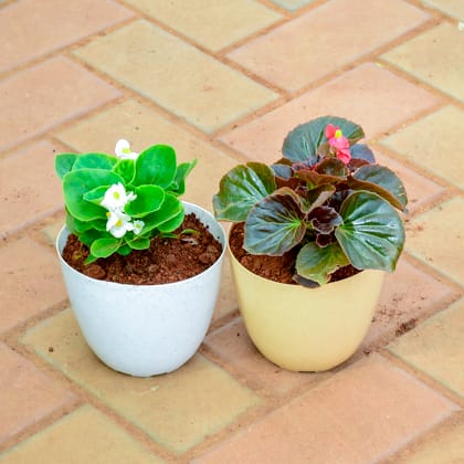 Buy Set of 2 - Begonia White Red in 5 Inch Premium Orchid Round Plastic Pot (Any Colour) Online | Urvann.com