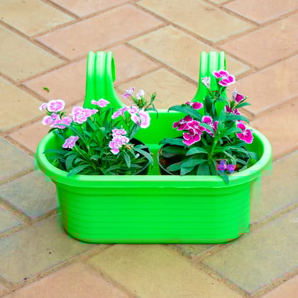 Buy Dianthus (Any Colour) in 7 Inch Green Double Hook Hanging Plastic Pot Online | Urvann.com