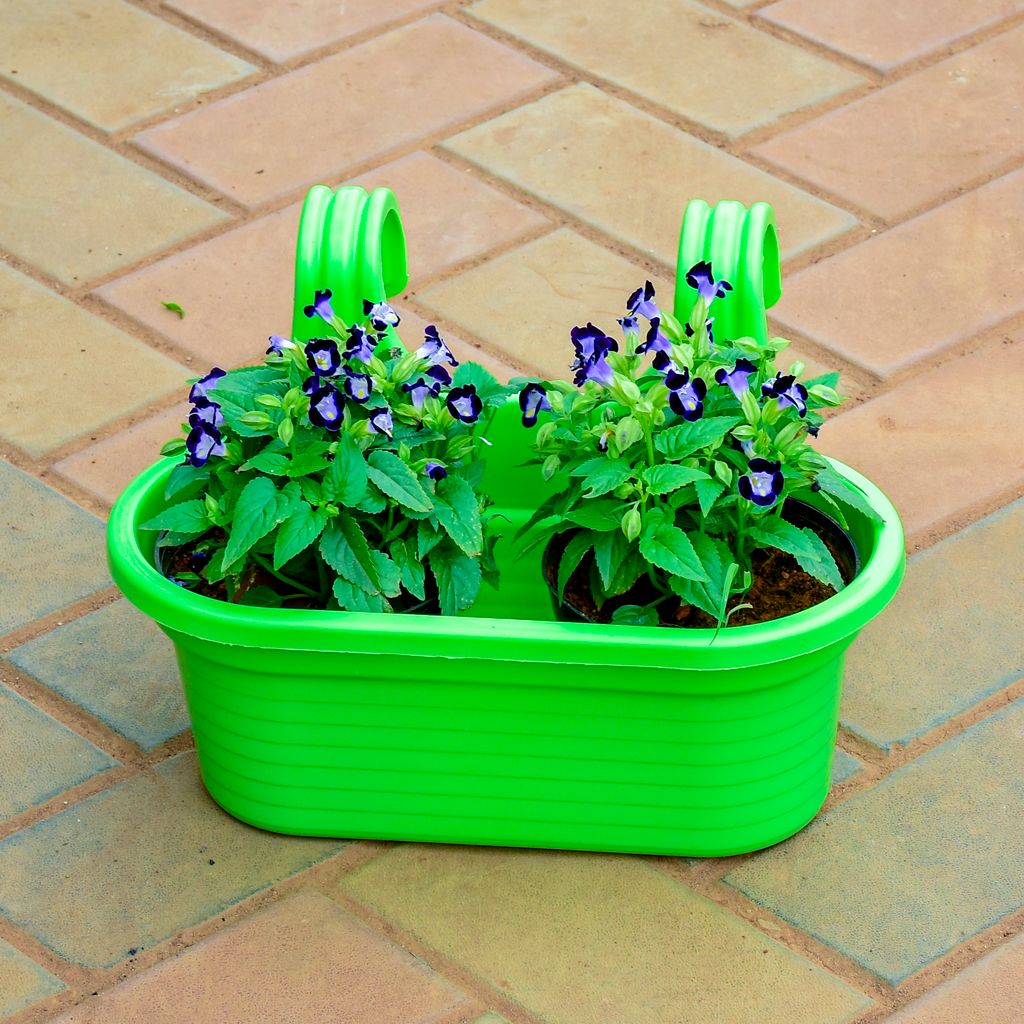 Torenia / Wishbone in 7 Inch Green Double Hook Hanging Plastic Pot
