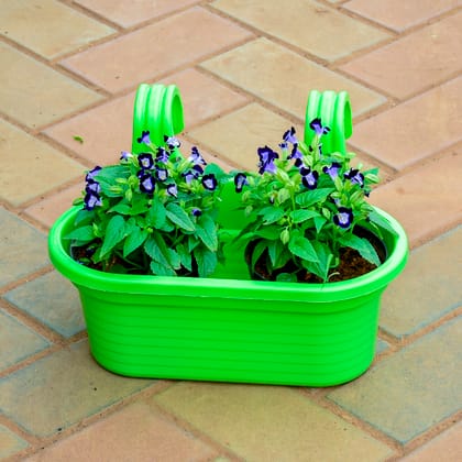Buy Torenia / Wishbone in 7 Inch Green Double Hook Hanging Plastic Pot Online | Urvann.com