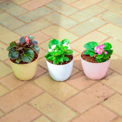 Buy Set of 3 - Begonia Red Pink White in 5 Inch Premium Orchid Round Plastic Pot (Any Colour) Online | Urvann.com
