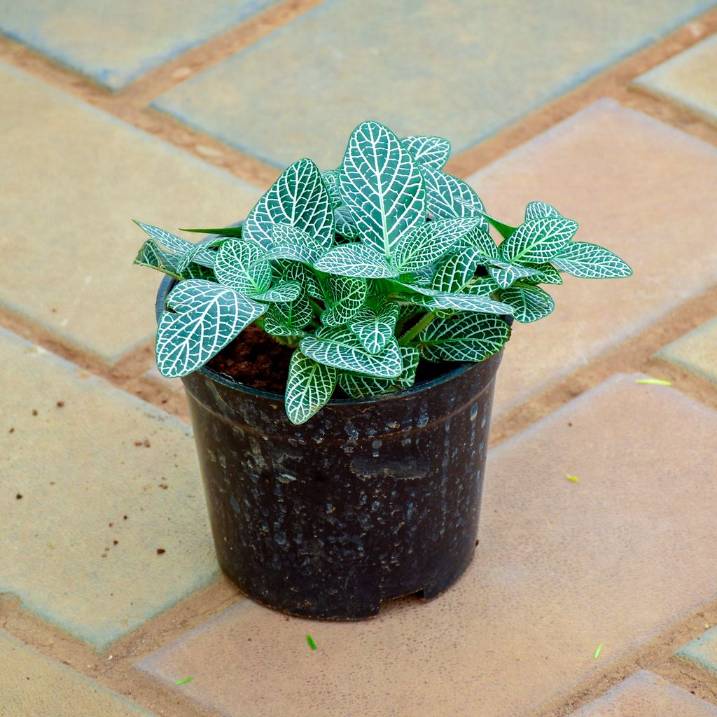 Buy Fittonia / Nerve Plant White in 4 Inch Nursery Pot Online | Urvann.com Fittonia / Nerve Plant White in 4 Inch Nursery Pot