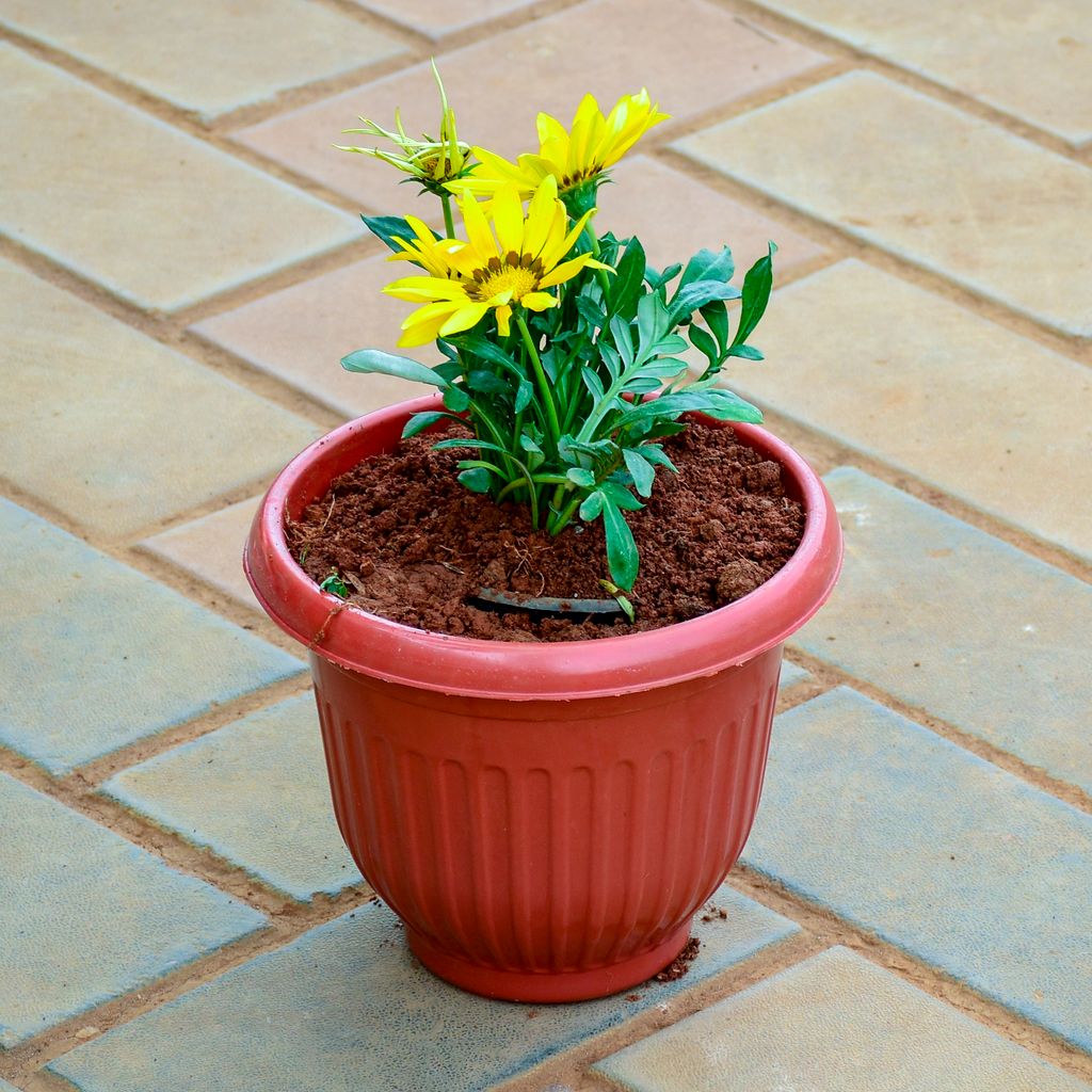 Buy Gazania Yellow in 7 Inch Terracotta Red Olive Plastic Pot Online | Urvann.com Gazania Yellow in 7 Inch Terracotta Red Olive Plastic Pot