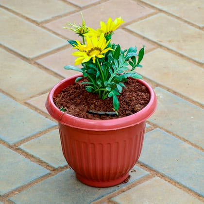 Buy Gazania Yellow in 7 Inch Terracotta Red Olive Plastic Pot Online | Urvann.com