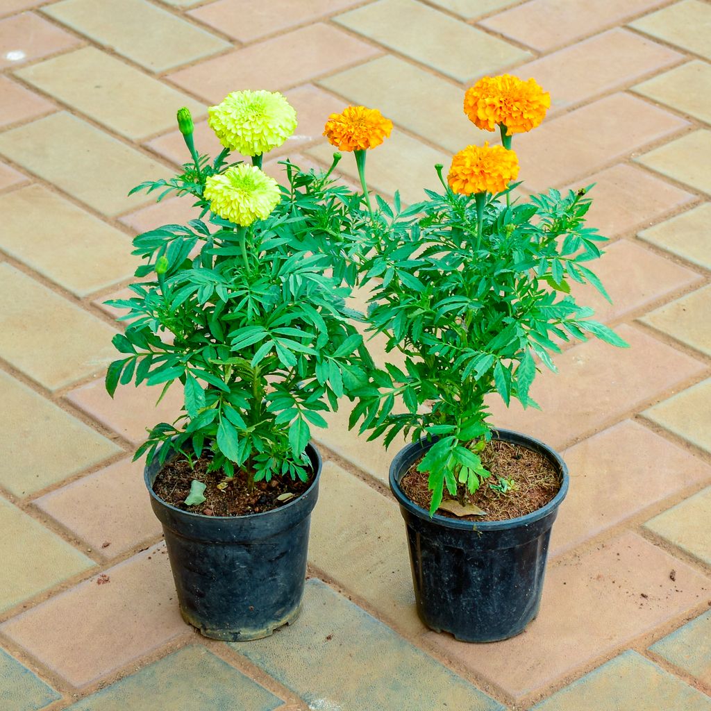 Buy Set of 2 - Marigold / Genda (Orange & Yellow) (~ 1 Ft) in 4 Inch Nursery Pot Online | Urvann.com Set of 2 - Marigold / Genda (Orange & Yellow) (~ 1 Ft) in 4 Inch Nursery Pot