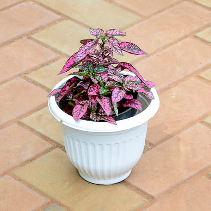Buy Hypoestes / Polka Dot (Any Colour) in 7 Inch White Olive Plastic Pot Online | Urvann.com