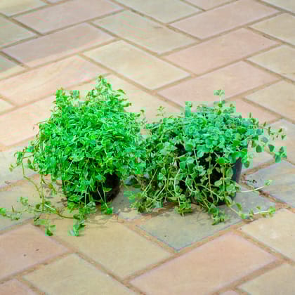 Buy Set of 2 - Turtle Vine Mini Big Leaf in 5 Inch Nursery Pot Online | Urvann.com