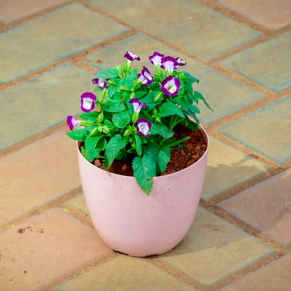 Buy Torenia / Wishbone Pink in 5 Inch Pink Premium Orchid Round Plastic Pot Online | Urvann.com
