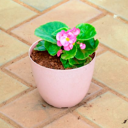 Buy Begonia Pink in 5 Inch Pink Premium Orchid Round Plastic Pot Online | Urvann.com