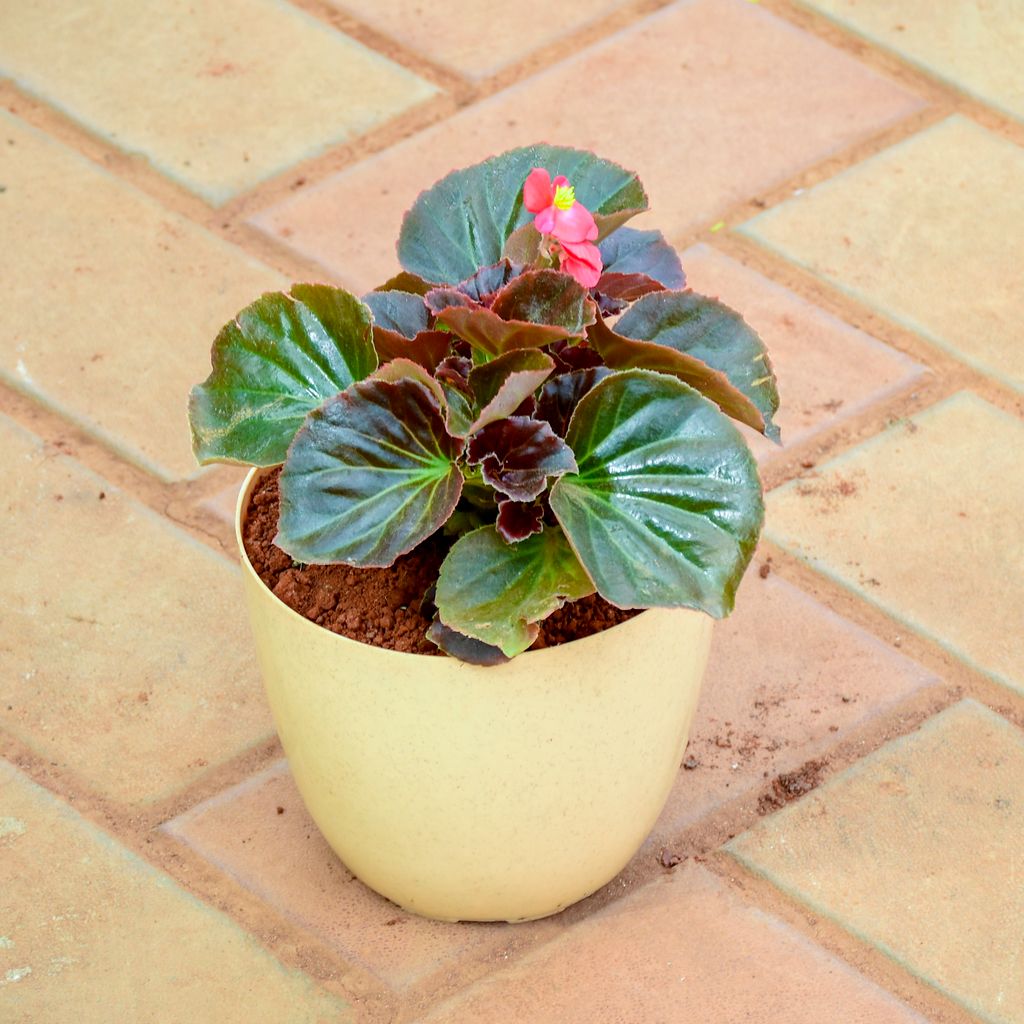 Buy Begonia Red in 5 Inch Beige Premium Orchid Round Plastic Pot Online | Urvann.com Begonia Red in 5 Inch Beige Premium Orchid Round Plastic Pot