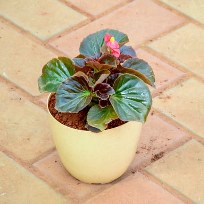 Buy Begonia Red in 5 Inch Beige Premium Orchid Round Plastic Pot Online | Urvann.com