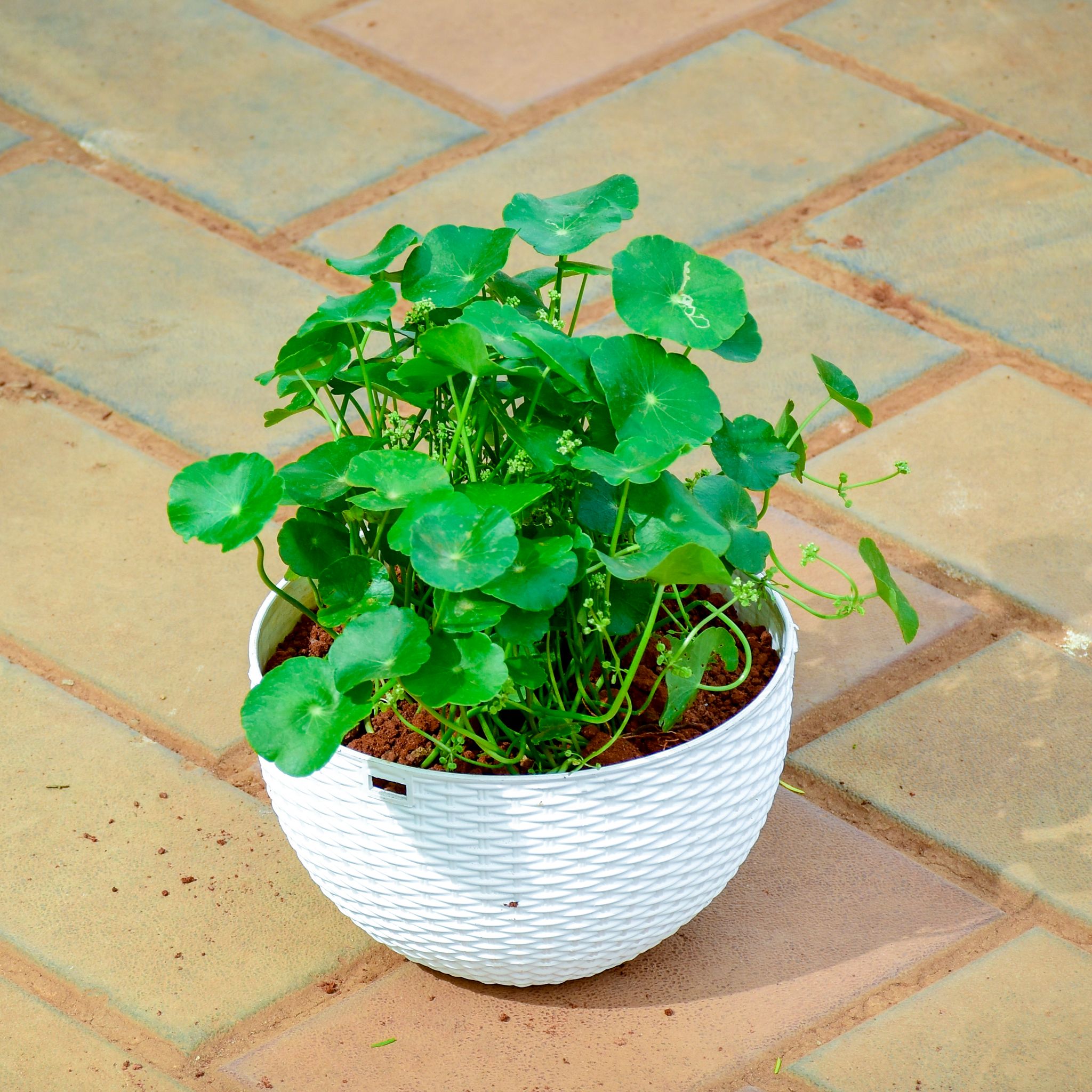 Brahmi Dollar / Pennywort / Coin Plant in 5 Inch White Premium Euro Plastic Hanging Basket