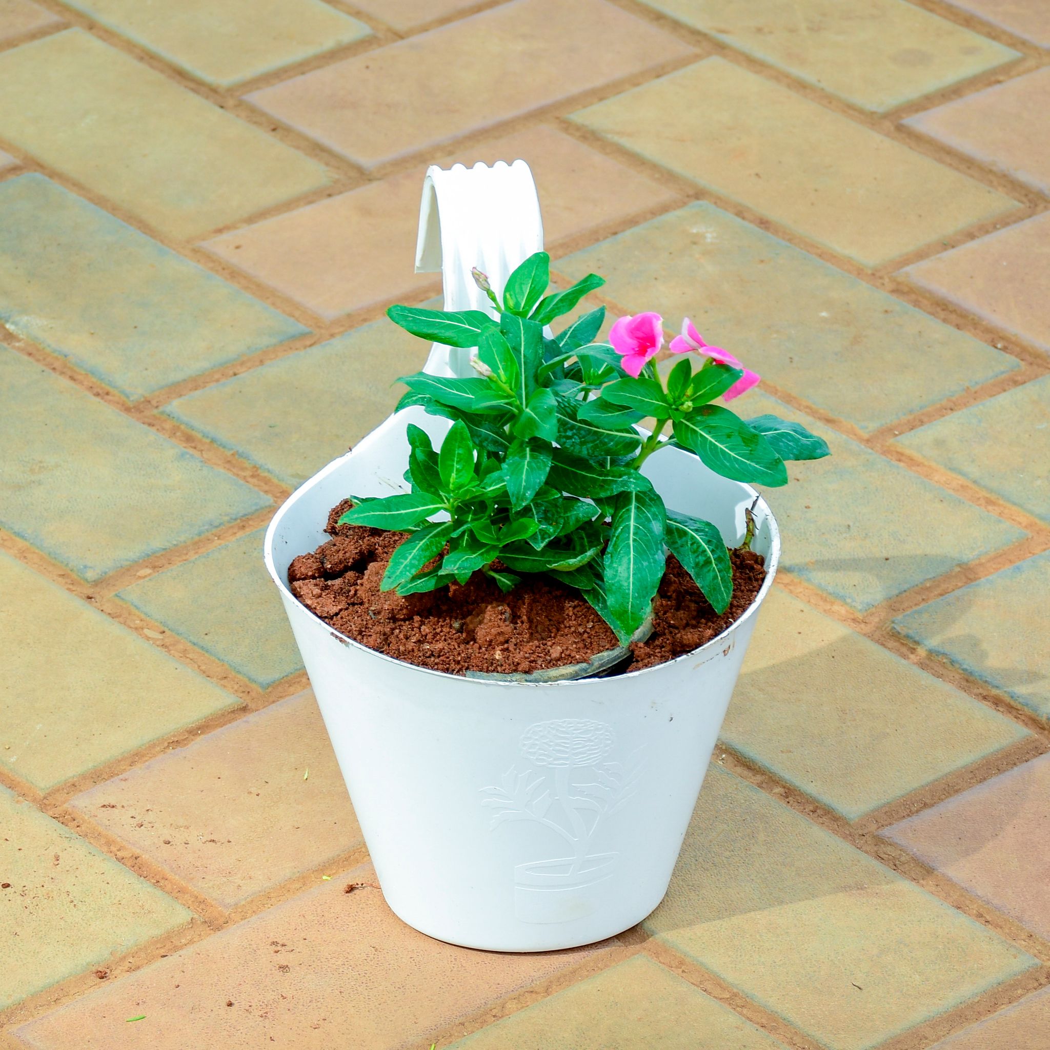 Periwinkle / Sadabahar / Vinca Pink in 7 Inch White Single Hook Hanging Plastic Pot