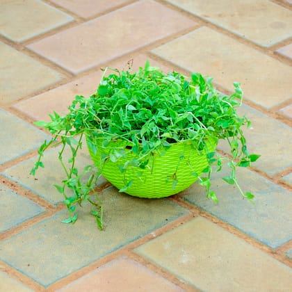 Buy Turtle Vine Mini  in 5 Inch Green Premium Euro Plastic Hanging Basket Online | Urvann.com