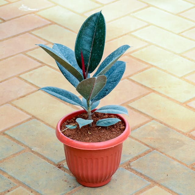 Buy Rubber Black (~ 1 Ft) in 7 Inch Terracotta Red Olive Plastic Pot Online | Urvann.com