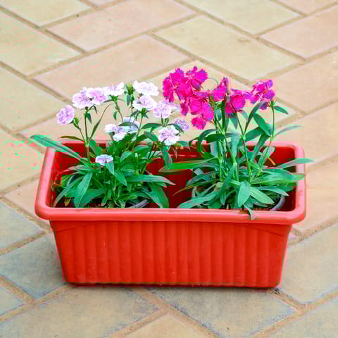 Dianthus (Any Colour) in 12 Inch Red Premium Jupiter Rectangular Window Planter
