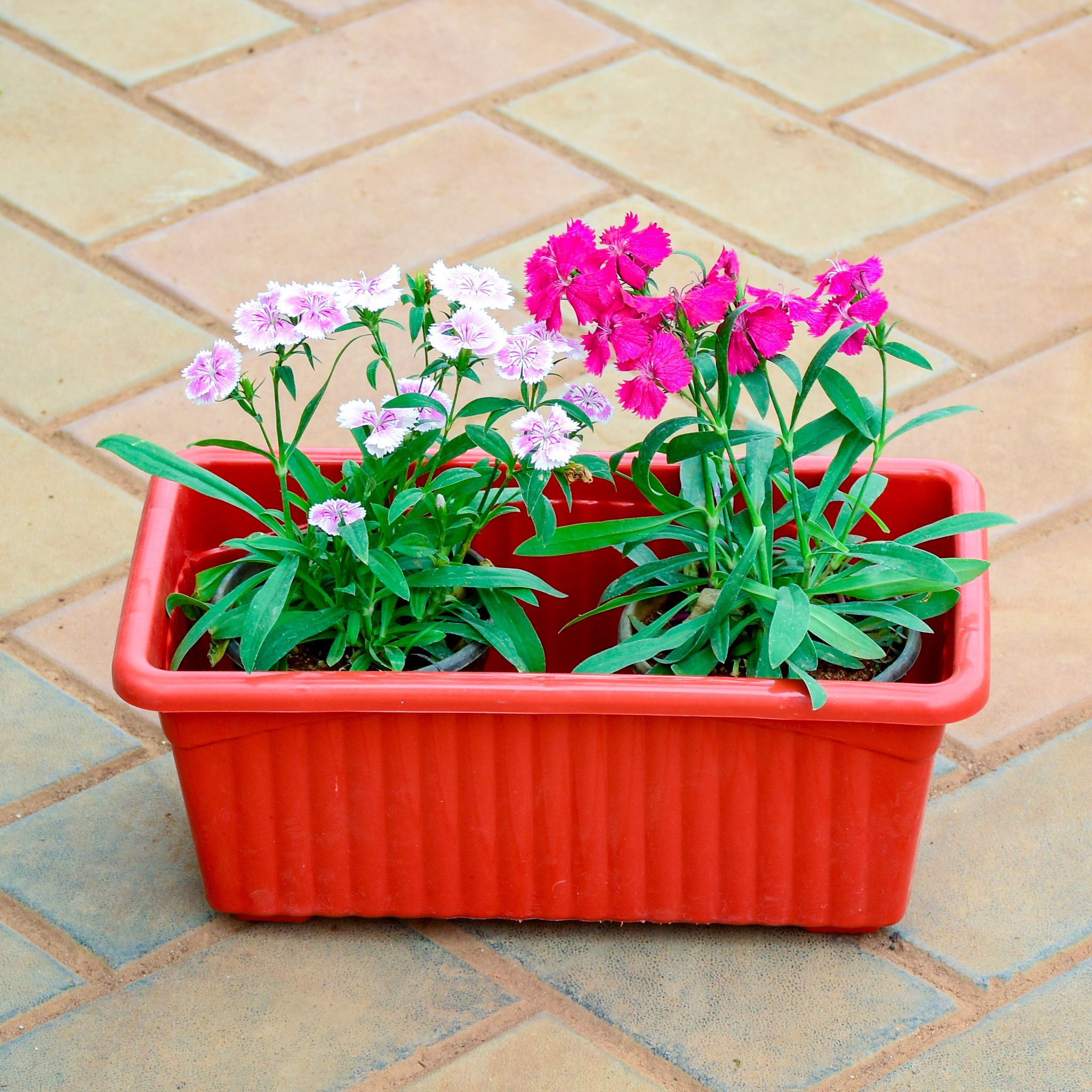 Dianthus (Any Colour) in 12 Inch Red Premium Jupiter Rectangular Window Planter