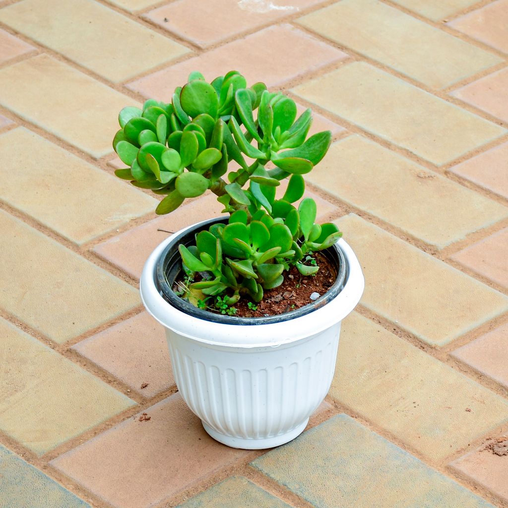 Buy Crassula Bonsai in 7 Inch White Olive Plastic Pot Online | Urvann.com Crassula Bonsai in 7 Inch White Olive Plastic Pot