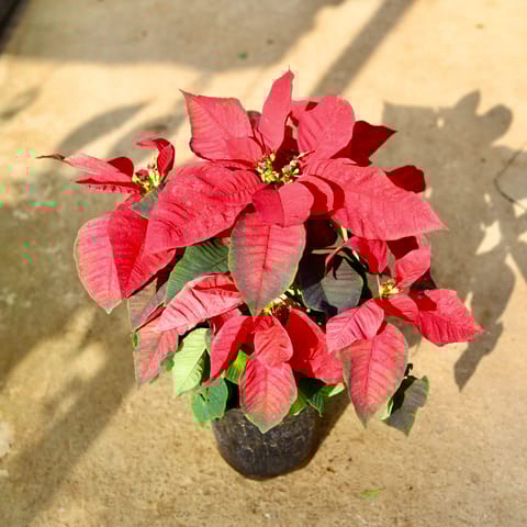 Poinsettia / Christmas Flower Red in 6 Inch Nursery Pot