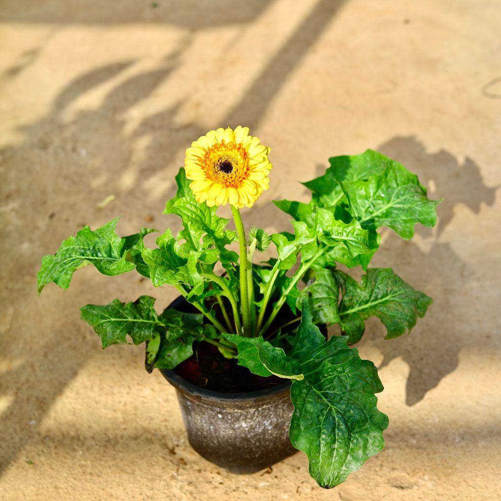 Buy Gerbera (Any Colour) in 8 Inch Nursery Pot Online | Urvann.com Gerbera (Any Colour) in 8 Inch Nursery Pot