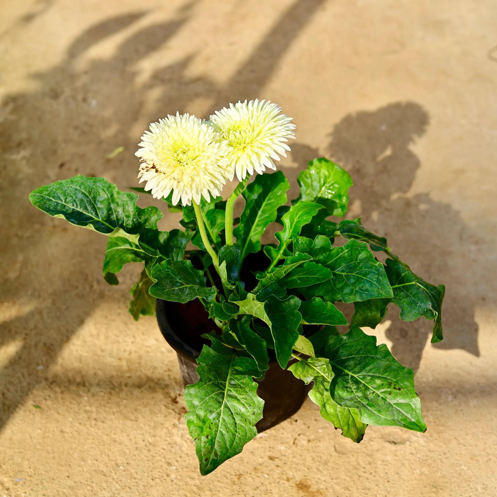 Gerbera (Any Colour) in 8 Inch Nursery Pot