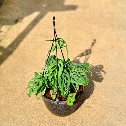 Monstera Broken Heart in 8 Inch Black Hanging Basket