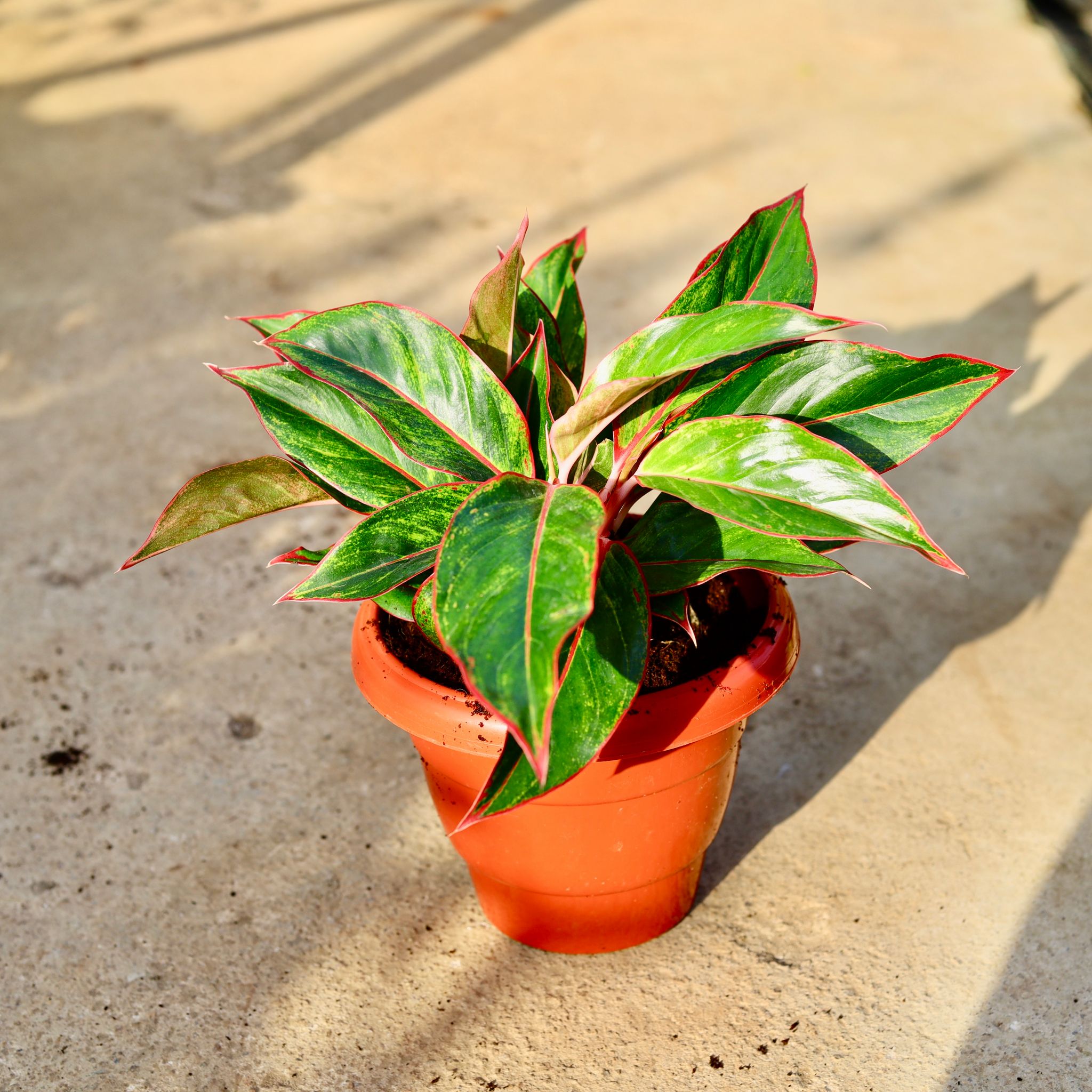 Aglaonema Lipstick in 8 Inch Terracotta Red Classy Plastic Pot