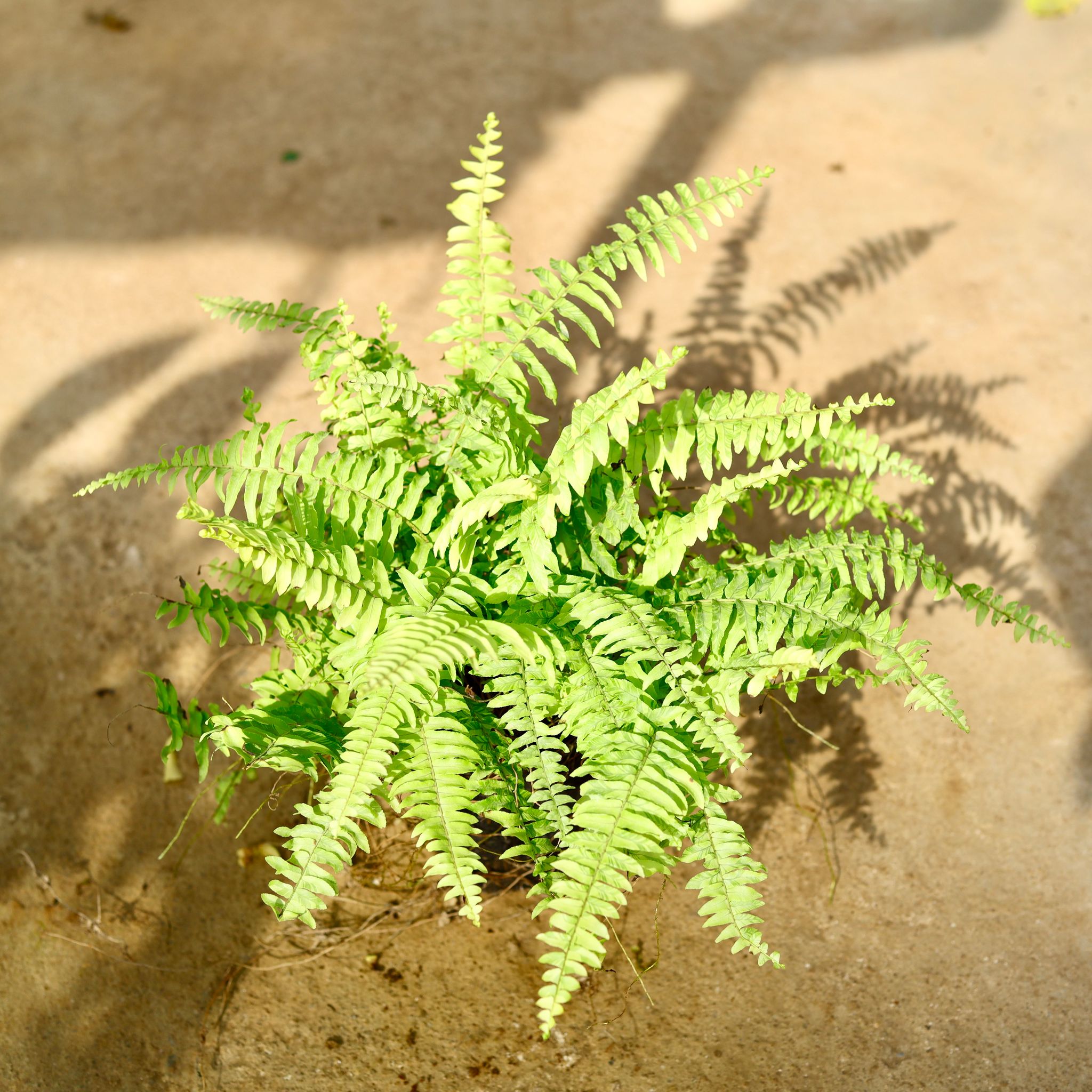 Golden Fern in 8 Inch Black Hanging Basket