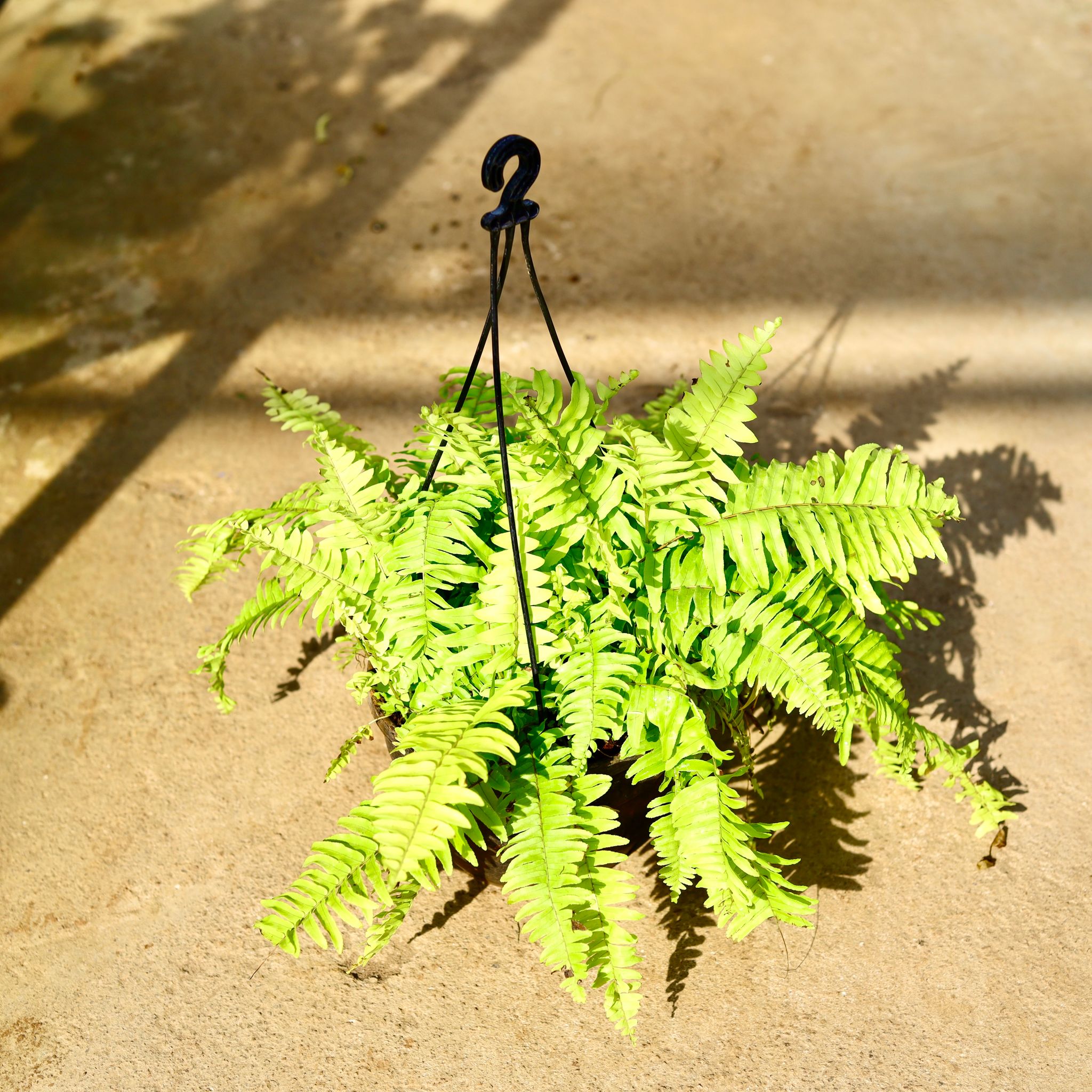 Golden Fern in 8 Inch Black Hanging Basket