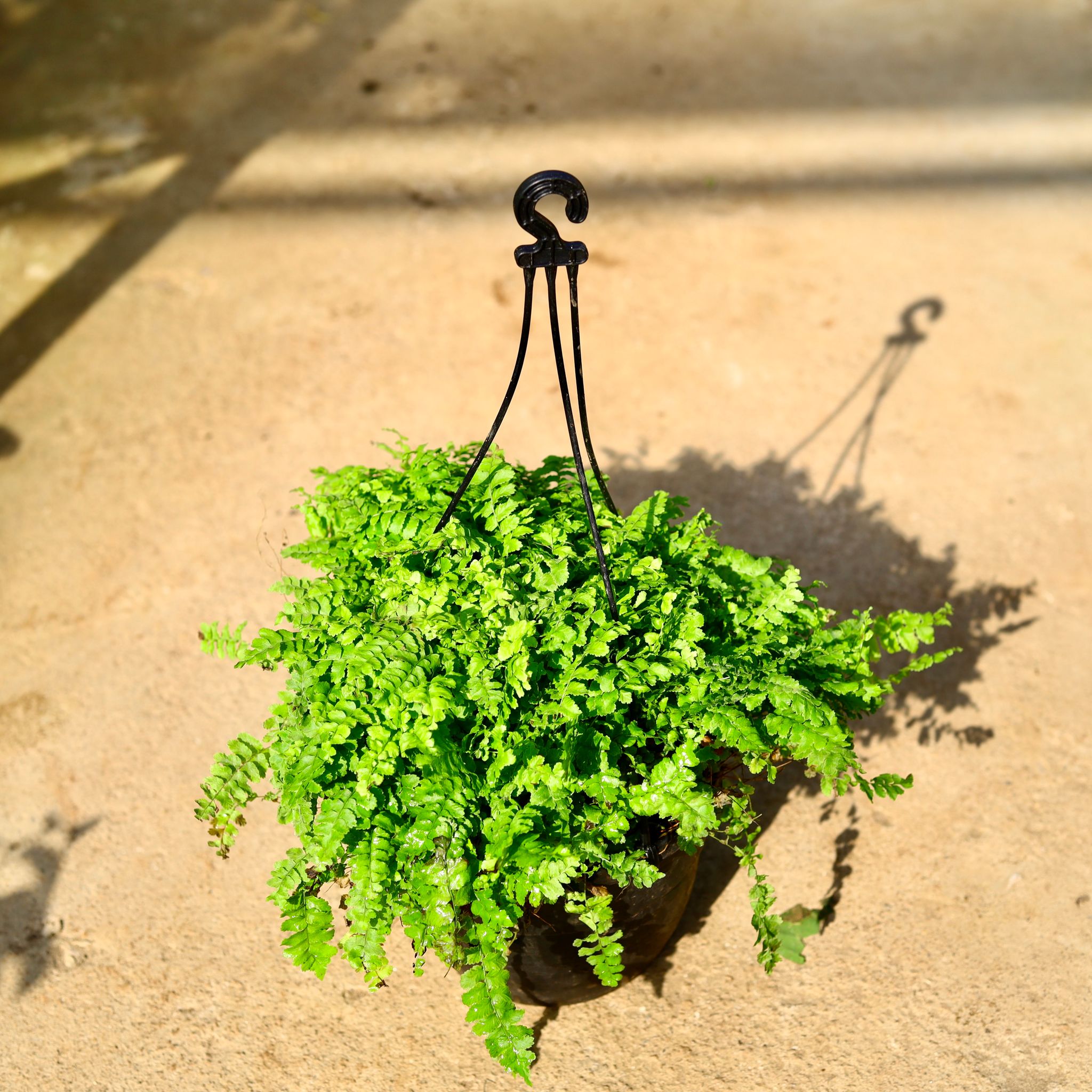 Fern Green in 8 Inch Black Hanging Basket