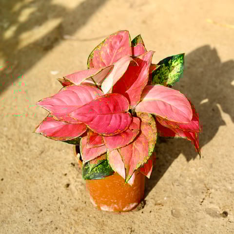 Aglaonema Red in 6 Inch Nursery Pot
