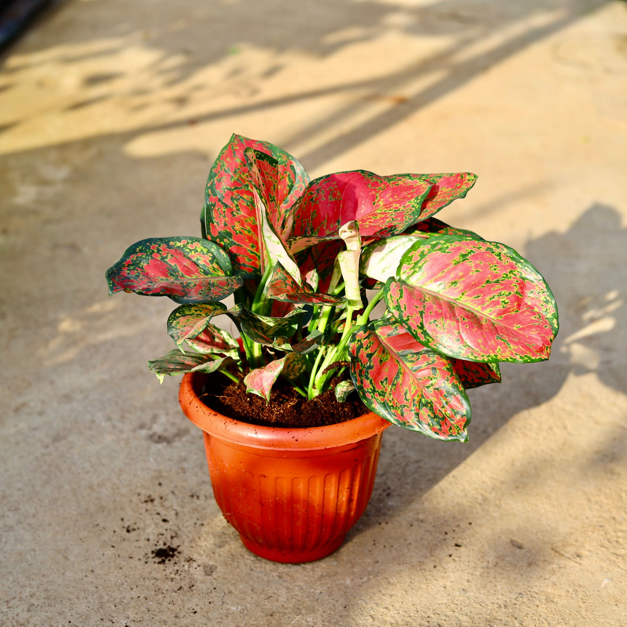 Aglaonema Red in 8 Inch Terracotta Red Olive Plastic Pot