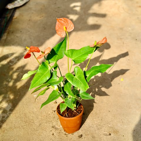 Anthurium (Any Colour) in 6 Inch Nursery Pot