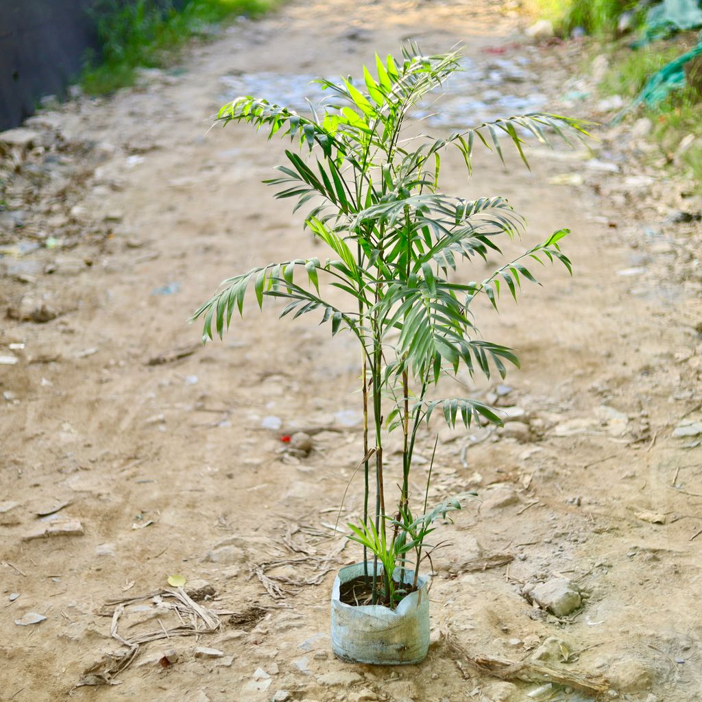 Buy Cane Palm (~ 4 Ft) in 10 Inch Nursery Bag Online | Urvann.com Cane Palm (~ 4 Ft) in 10 Inch Nursery Bag