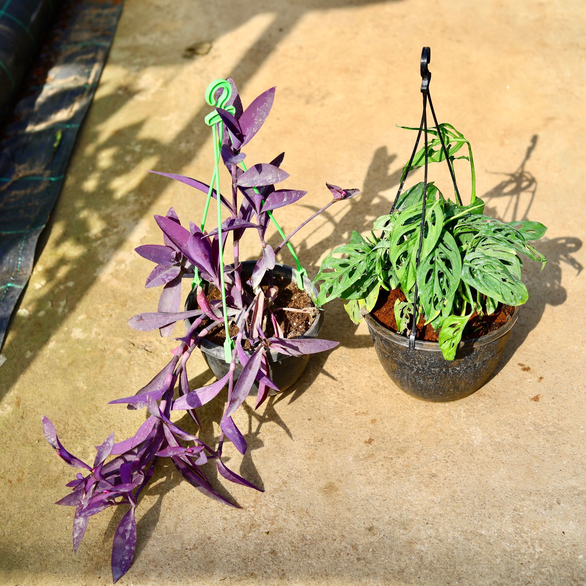 Set of 2 - Monstera Broken Heart & Wandering Jew Purpule Heart in 8 Inch Black Hanging Basket