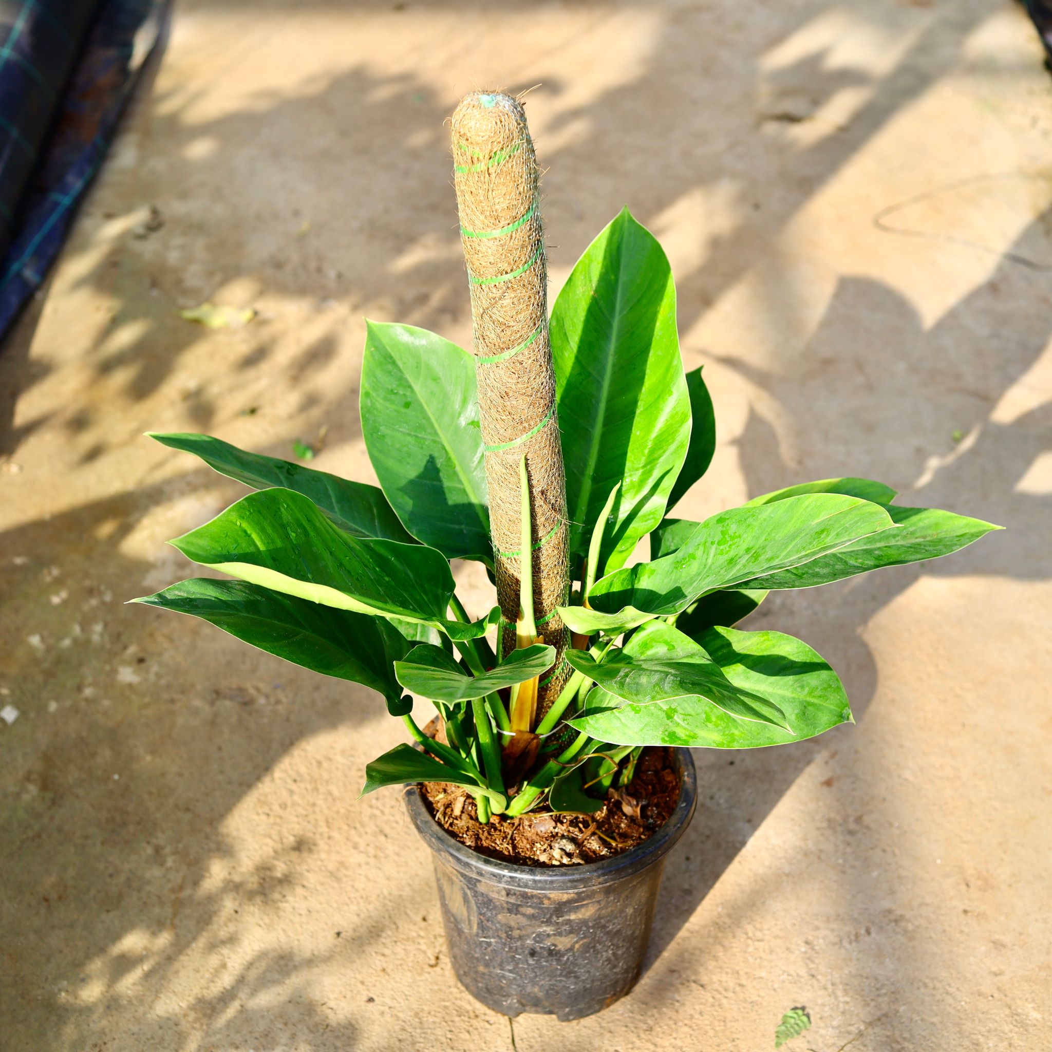 Philodendron Green with 3 Ft Moss Stick in 9 Inch Nursery Pot