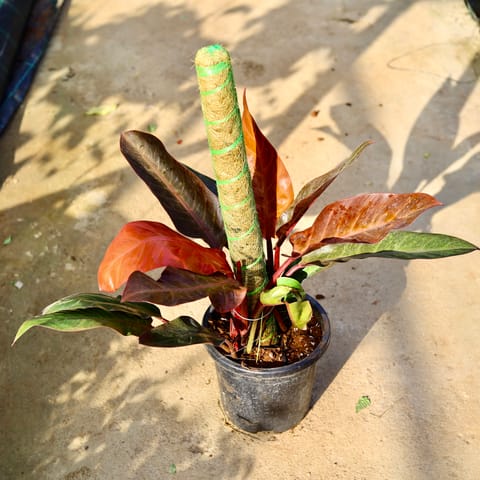 Philodendron Red with 3 Ft Moss Stick in 9 Inch Nursery Pot