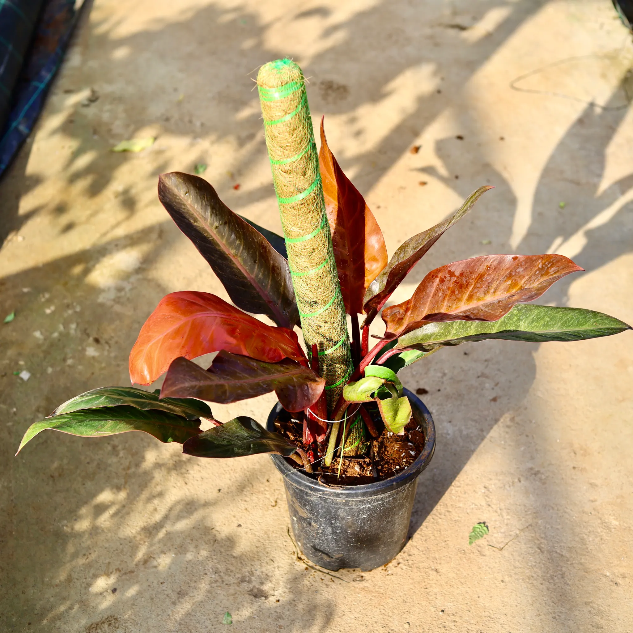 Philodendron Red with 3 Ft Moss Stick in 9 Inch Nursery Pot